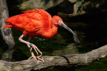 Ibis rudý