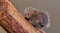 Kuandu